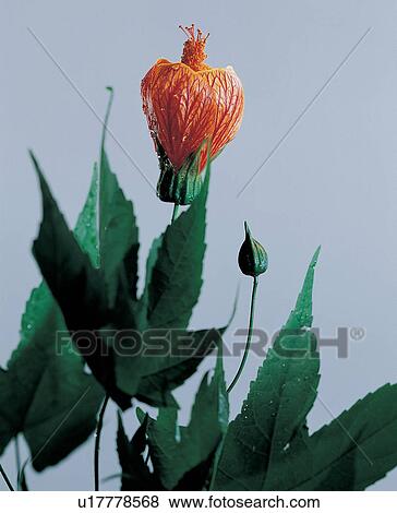 Stock Photo - , Bud, Close-Up, Cultivated, Green. Fotosearch