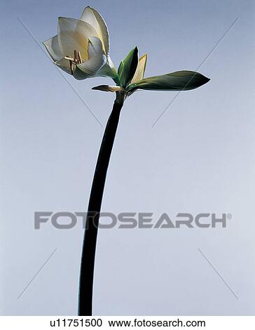 , Bud, Close-Up, Indoor, Leaf View Large Photo Image Stock Image - , Bud, Close-Up, Indoor, Leaf. Fotosearch