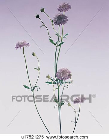 Stock Photography - , Bud, Close-Up, Indoor, Multi-Colored. Fotosearch