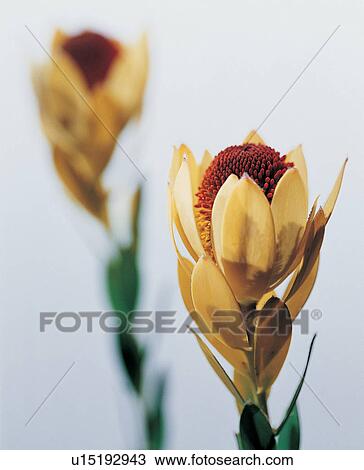 Stock Image - , Close-Up, Flower Head, Focus On Foreground, Green. Fotosearch