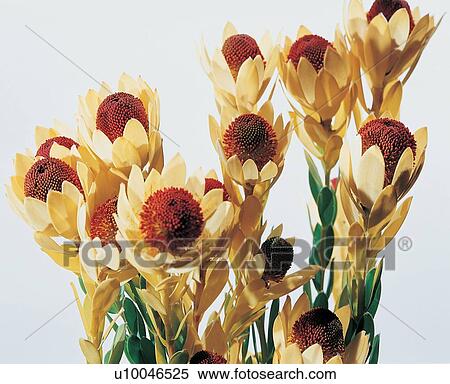 , Close-Up, Flower Head, Green, High Section View Large Photo Image Stock Photography - , Close-Up, Flower Head, Green, High Section. Fotosearch