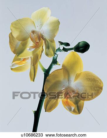 , Close-Up, Flower Head, Green, Indoor View Large Photo Image Stock Image - , Close-Up, Flower Head, Green, Indoor. Fotosearch