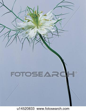 , Close-Up, Flower Head, Green, Indoor View Large Photo Image Stock Image - , Close-Up, Flower Head, Green, Indoor. Fotosearch