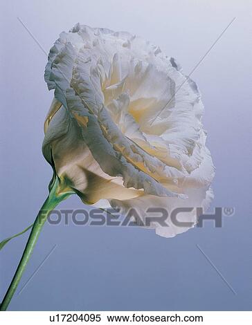 , Close-Up, Flower Head, Green, Indoor View Large Photo Image Stock Photography - , Close-Up, Flower Head, Green, Indoor. Fotosearch