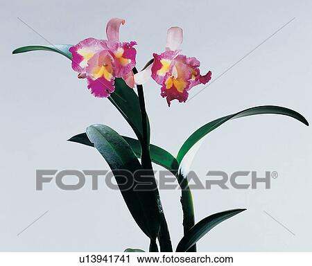 , Close-Up, Flower Head, Green View Large Photo Image Stock Image - , Close-Up, Flower Head, Green. Fotosearch