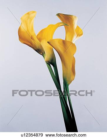 , Close-Up, Flower Head, Group Of Objects, Indoor View Large Photo Image Stock Photo - , Close-Up, Flower Head, Group Of Objects, Indoor. Fotosearch