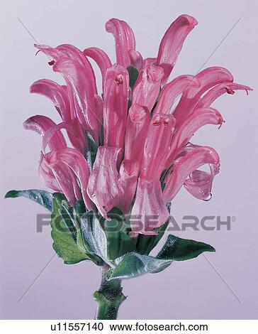 , Close-Up, Flower Head, Indoor, Leaf View Large Photo Image Stock Image - , Close-Up, Flower Head, Indoor, Leaf. Fotosearch