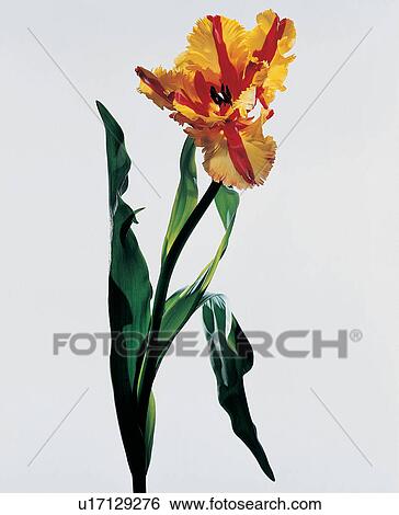 , Close-Up, Flower Head, Indoor, Leaf View Large Photo Image Stock Photograph - , Close-Up, Flower Head, Indoor, Leaf. Fotosearch