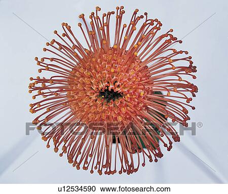 , Close-Up, Flower Head, Indoor View Large Photo Image Stock Image - , Close-Up, Flower Head, Indoor. Fotosearch