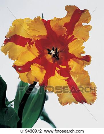 , Close-Up, Flower Head, Indoor View Large Photo Image Stock Image - , Close-Up, Flower Head, Indoor. Fotosearch