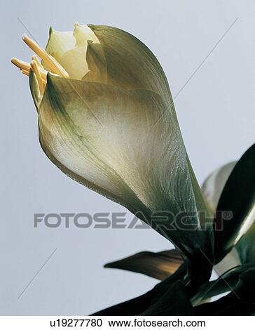 Close-Up, Fragility, Freshness, Nature, Beauty In Nature, Plant Life View Large Photo Image Stock Image - Close-Up, Fragility, Freshness, Nature, Beauty In Nature, Plant Life. Fotosearch