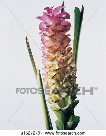 Stock Photo - , Close-Up, Green, Flower, Open, Blossom. Fotosearch