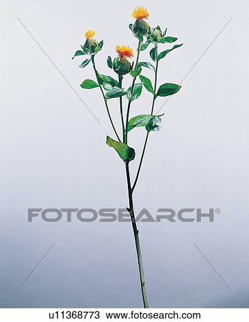 Stock Image - , Close-Up, Green, Indoor, Leaf. Fotosearch