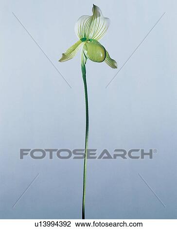 Stock Image - , Close-Up, Green, Indoor. Fotosearch