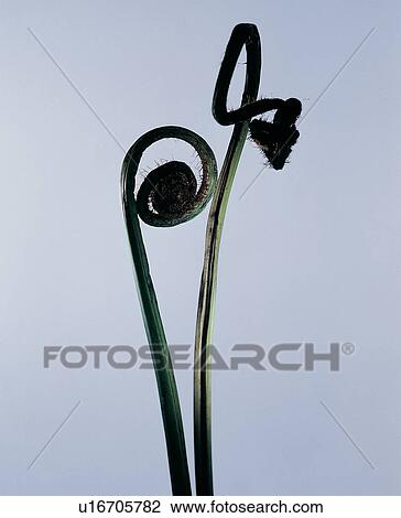 Stock Image - , Close-Up, Green, Indoor. Fotosearch