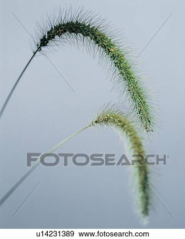 , Close-Up, Green, Indoor View Large Photo Image Stock Photo - , Close-Up, Green, Indoor. Fotosearch