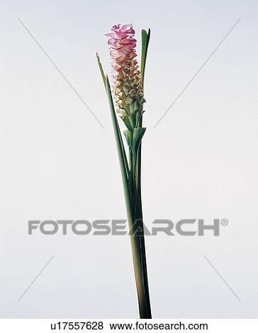 , Close-Up, Green, Indoor View Large Photo Image Stock Photo - , Close-Up, Green, Indoor. Fotosearch