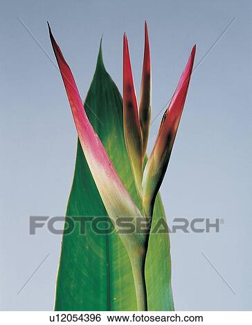 , Close-Up, Green, Indoor View Large Photo Image Stock Photograph - , Close-Up, Green, Indoor. Fotosearch