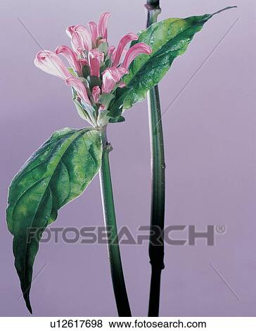 Stock Photo - , Close-Up, Indoor, Leaf. Fotosearch