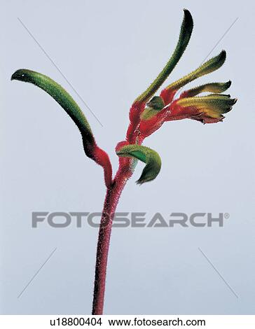 , Close-Up, Indoor, Multi-Colored View Large Photo Image Picture - , Close-Up, Indoor, Multi-Colored. Fotosearch