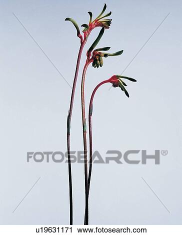 Stock Image - , Close-Up, Indoor, Multi-Colored. Fotosearch