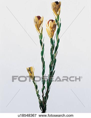 , Cut Out, Blossom, Pure, Fresh View Large Photo Image Stock Photo - , Cut Out, Blossom, Pure, Fresh. Fotosearch