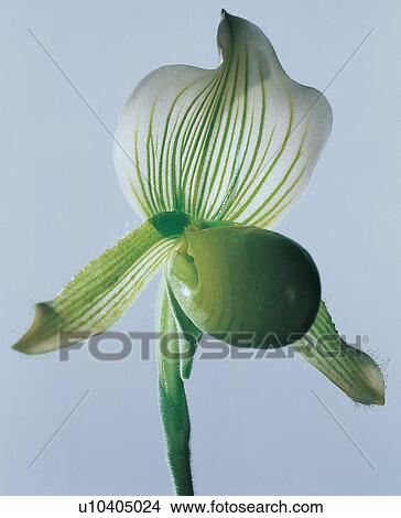 , Cut Out, Still Life, Purity, Botany, One Object View Large Photo Image Picture - , Cut Out, Still Life, Purity, Botany, One Object. Fotosearch