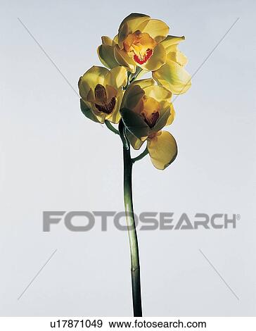 Flower, Beauty In Nature, Purity, Close-Up, Open View Large Photo Image Stock Photo - Flower, Beauty In Nature, Purity, Close-Up, Open. Fotosearch