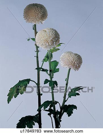 Stock Image - Flower Head, Cut Out, Plant Life, Softness, Fresh. Fotosearch