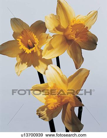 Flower Head, Plant Life, Indoor, Still Life View Large Photo Image Stock Photo - Flower Head, Plant Life, Indoor, Still Life. Fotosearch