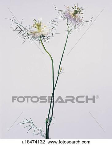 Flower, Purity, Two Objects, Nature, White Background View Large Photo Image Stock Image - Flower, Purity, Two Objects, Nature, White Background. Fotosearch