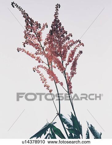 Stock Image - , Fragility, Leaf, Stem, Freshness, Two Objects. Fotosearch