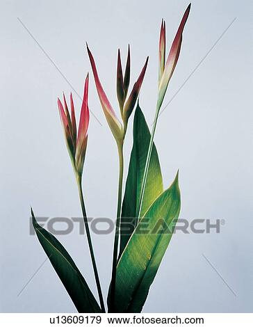 , Fresh, Nature, Indoor, Red, Pure, Green View Large Photo Image Stock Photo - , Fresh, Nature, Indoor, Red, Pure, Green. Fotosearch