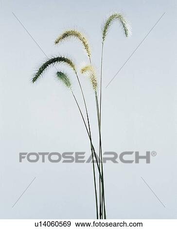 Stock Photo - Fresh, Plant Life, Part Of, Nature, Fragility. Fotosearch