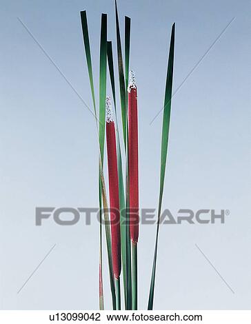 Stock Image - Freshness, Fragility, Red, Cut Out, Green, Still Life, Close-Up. Fotosearch