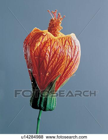 , Freshness, Purity, Petal, Plant Life View Large Photo Image Stock Photo - , Freshness, Purity, Petal, Plant Life. Fotosearch