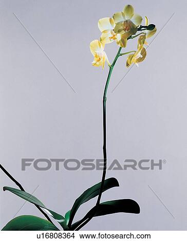 Green, Flower Head, Plant Life, Blossom, Pure, Colorful View Large Photo Image Picture - Green, Flower Head, Plant Life, Blossom, Pure, Colorful. Fotosearch