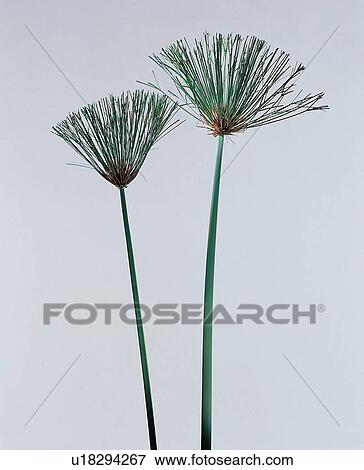 Green, Nature, Beauty In Nature, Blossom, Part Of, Plant Life, Pure View Large Photo Image Stock Photo - Green, Nature, Beauty In Nature, Blossom, Part Of, Plant Life, Pure. Fotosearch