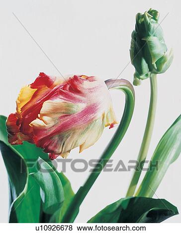 Indoor, Blossom, Pure, Fragility, Plant Life View Large Photo Image Stock Photo - Indoor, Blossom, Pure, Fragility, Plant Life. Fotosearch
