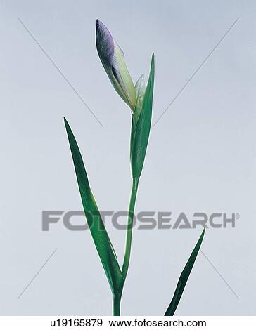 Indoor, Bud, Leaf, Close-Up, Nature, Still Life View Large Photo Image Stock Photo - Indoor, Bud, Leaf, Close-Up, Nature, Still Life. Fotosearch