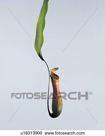 Leaf, Simplicity, Pure, Nature, One Object, Fragility View Large Photo Image Stock Image - Leaf, Simplicity, Pure, Nature, One Object, Fragility. Fotosearch