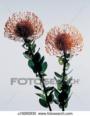 Nature, Leaf, Part Of, Blossom, Flower, Fresh View Large Photo Image Stock Photography - Nature, Leaf, Part Of, Blossom, Flower, Fresh. Fotosearch