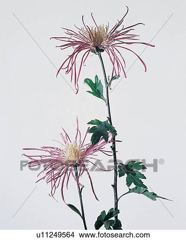 Picture - Open, Indoor, Flower, Blossom. Fotosearch