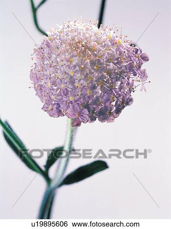 Open, Leaf, Close-Up, Still Life, Beauty In Nature View Large Photo Image Stock Photograph - Open, Leaf, Close-Up, Still Life, Beauty In Nature. Fotosearch