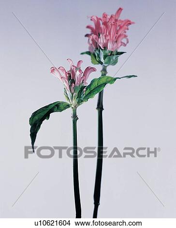 Picture - Petal, Plant Life, Fragility, Part Of, Leaf, Freshness. Fotosearch