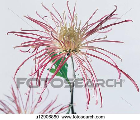Pink, Stem, White Background, Indoor, Fresh, Purity View Large Photo Image Stock Image - Pink, Stem, White Background, Indoor, Fresh, Purity. Fotosearch