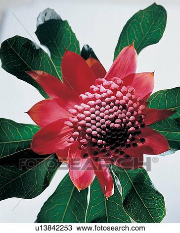 Pure, Fresh, Fragility, Plant Life, Single Flower, Beauty In Nature, Freshness View Large Photo Image Stock Image - Pure, Fresh, Fragility, Plant Life, Single Flower, Beauty In Nature, Freshness. Fotosearch