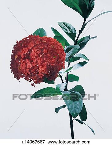 Stock Photo - Pure, Part Of, Softness, Freshness, Close-Up, One Object. Fotosearch