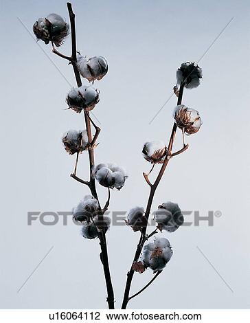 Stock Image - , Purity, Open, Nature, Flower, Fresh. Fotosearch