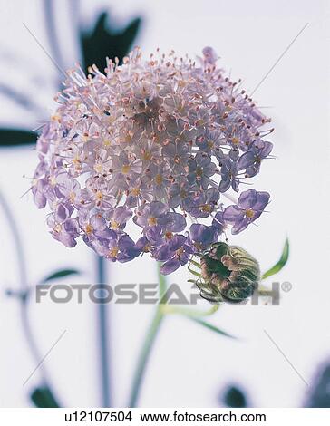 Picture - Stem, Fragility, Bud, Indoor, Nature, Still Life. Fotosearch